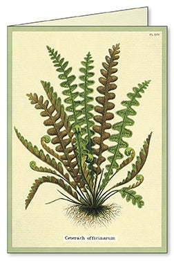 ferns assorted boxed notecards - 8 count