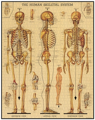 skeletal system puzzle - 1,000 pc