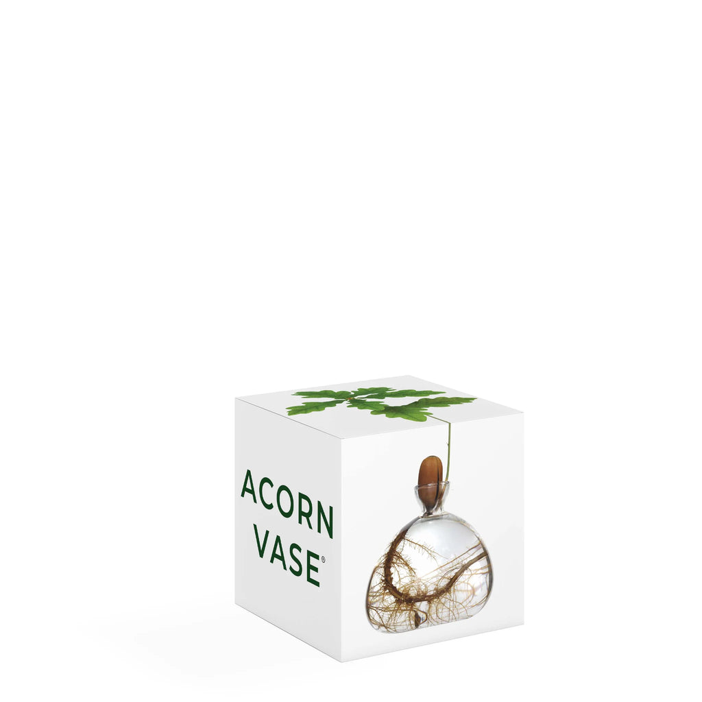 acorn vase
