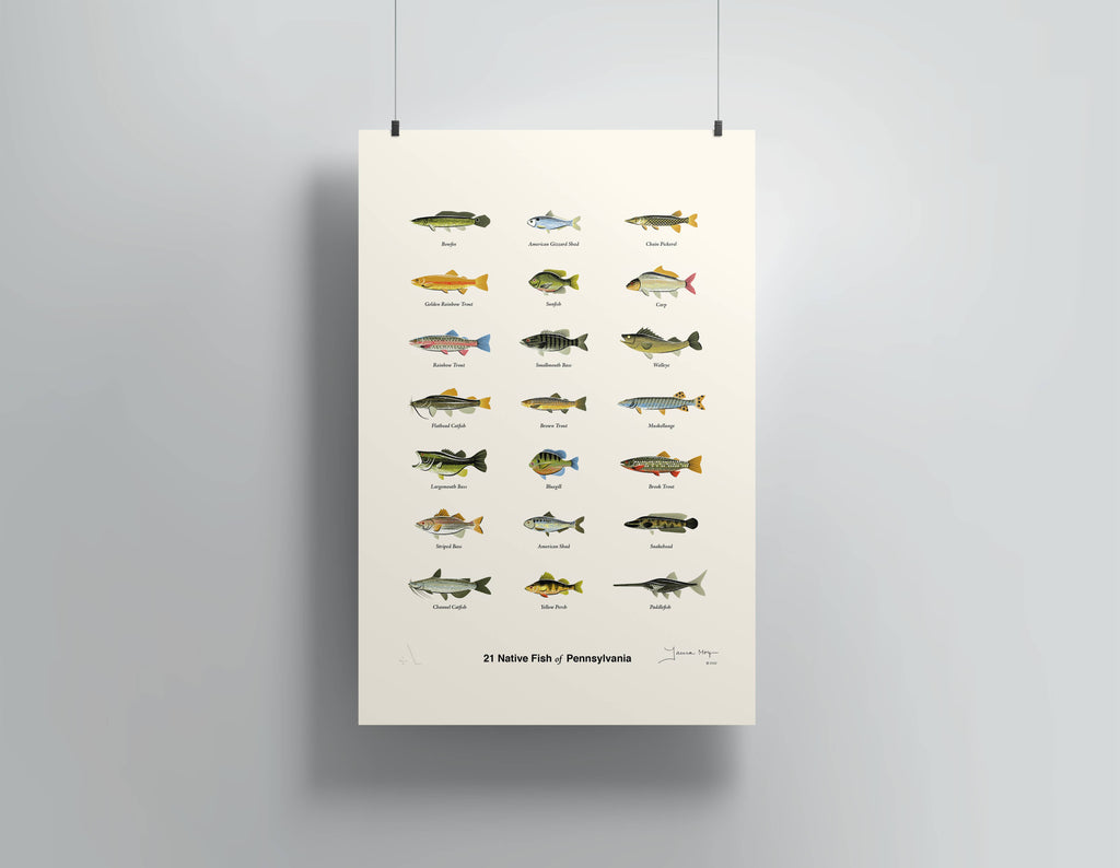 12" x 18" Native Fish of Pennsylvania Print