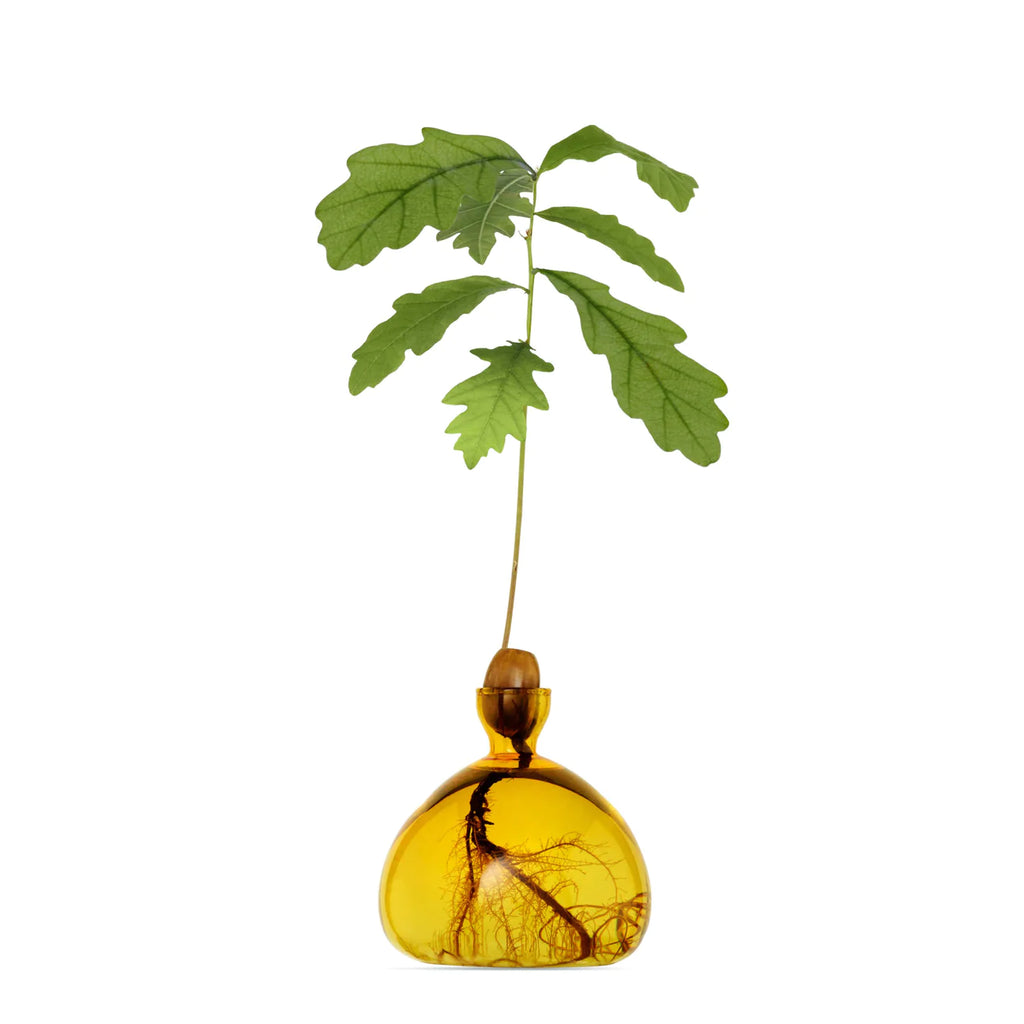 acorn vase