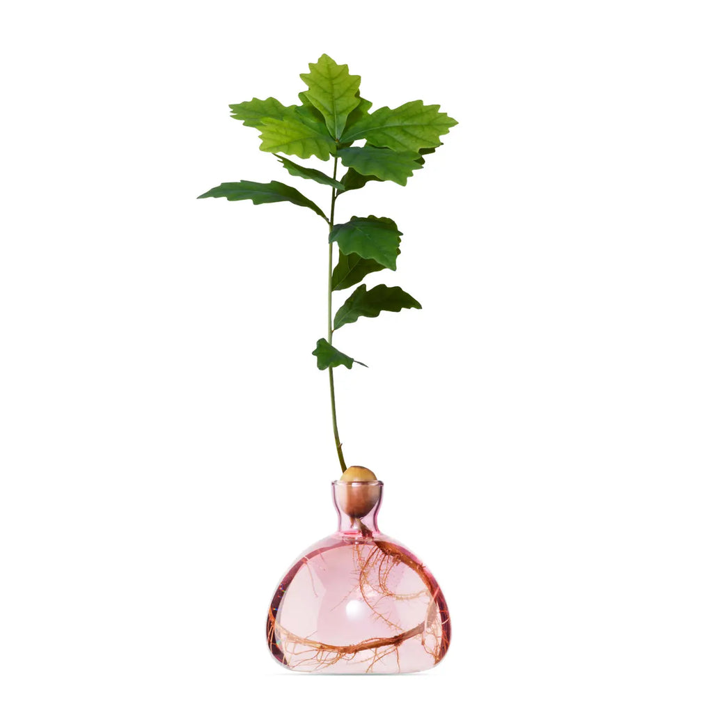 acorn vase